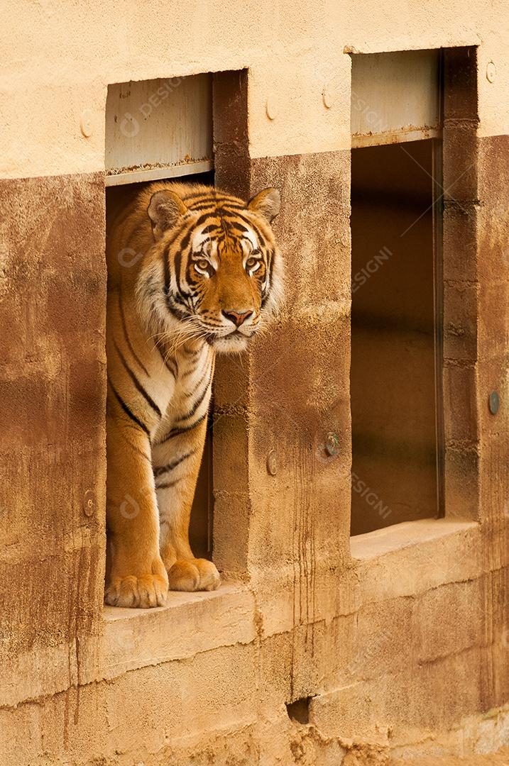 Tigre felino, selvagem ameaçador. Carnívoro