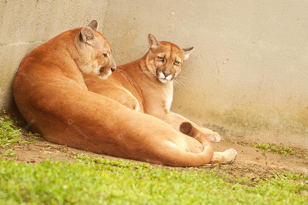 A onça-parda ou puma, também conhecida no Brasil por suçuarana e leão-baio