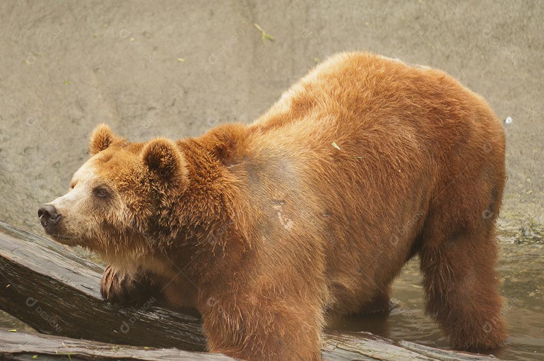 urso-pardo é um mamífero carnívoro da família dos ursídeos. É o urso de mais ampla distribuição geográfica dentre todos os membros vivos de sua família.