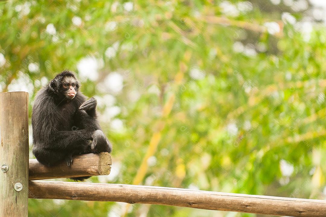 Macaco-aranha-castanho, é um primata da família Atelidae. É encontrado no Panamá, Colômbia e Equador.