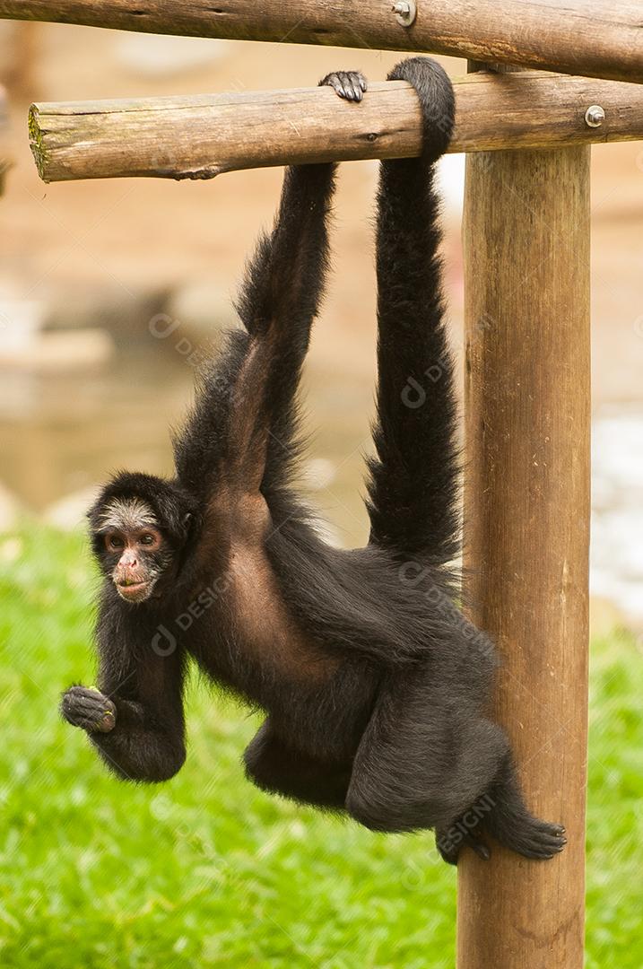 O macaco-aranha-peruano (Ateles chamek) é uma espécie de primata do Novo Mundo encontrado no Brasil, Peru e Bolívia.