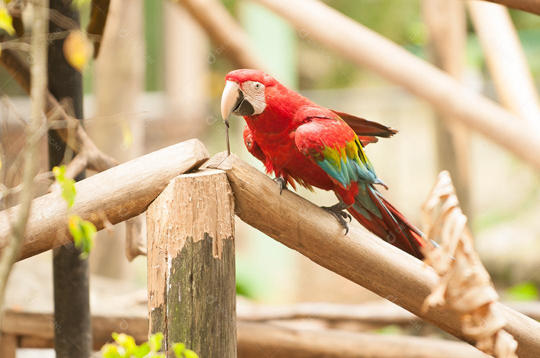 Araracanga conhecida pelos nomes de aracanga, arara-macau, arara-piranga, macau e arara-vermelha-pequena, é uma espécie de ave pertencente à família Psittacidae, sendo a terceira maior representante do gênero Ara