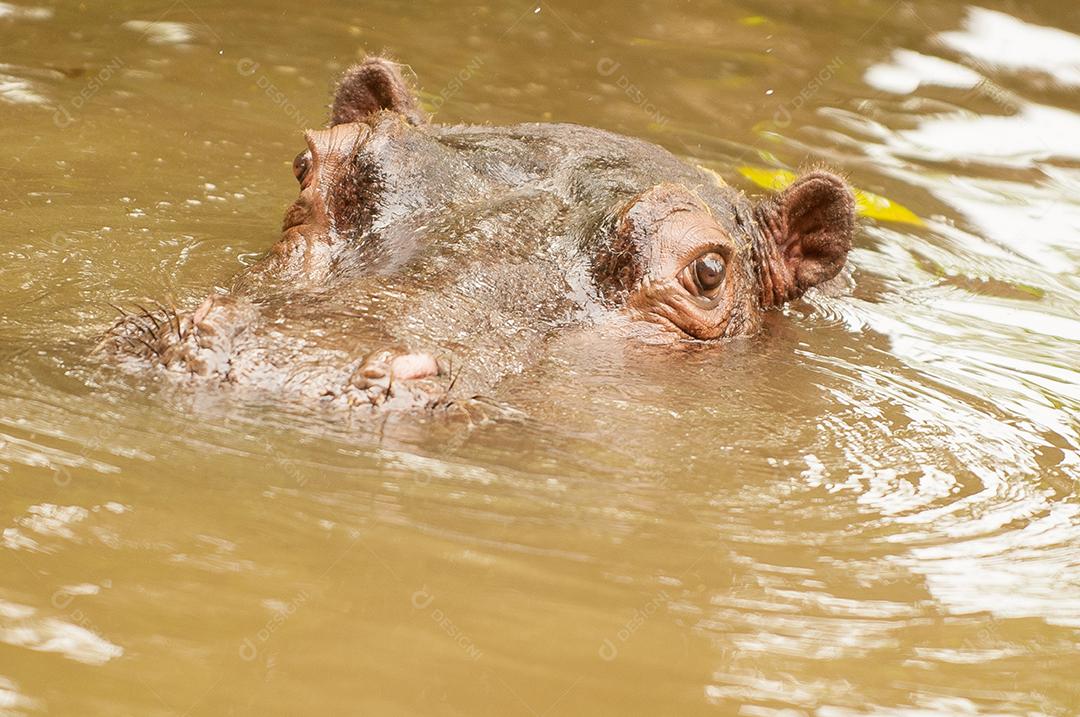 O rinoceronte-de-sumatra ou rinoceronte-de-samatra dentro do rio.