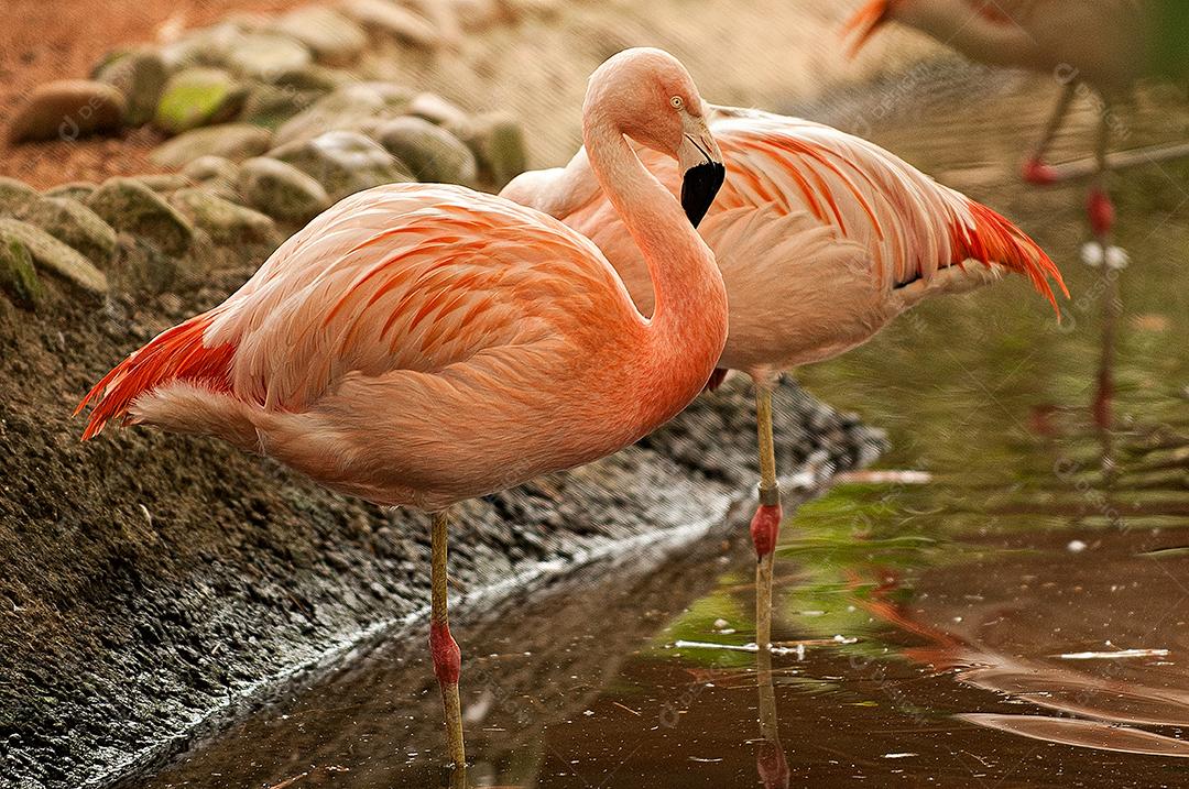 Flamingo-chileno ave que atrai muitos olhares, de patas longas e de linda cor.
