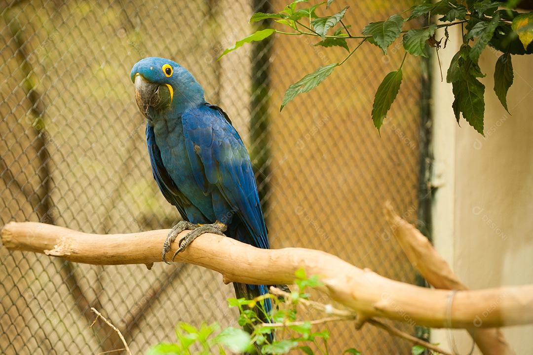 A arara-azul-grande tipicamente sul-americanas, maior representante da família Psittacidae.