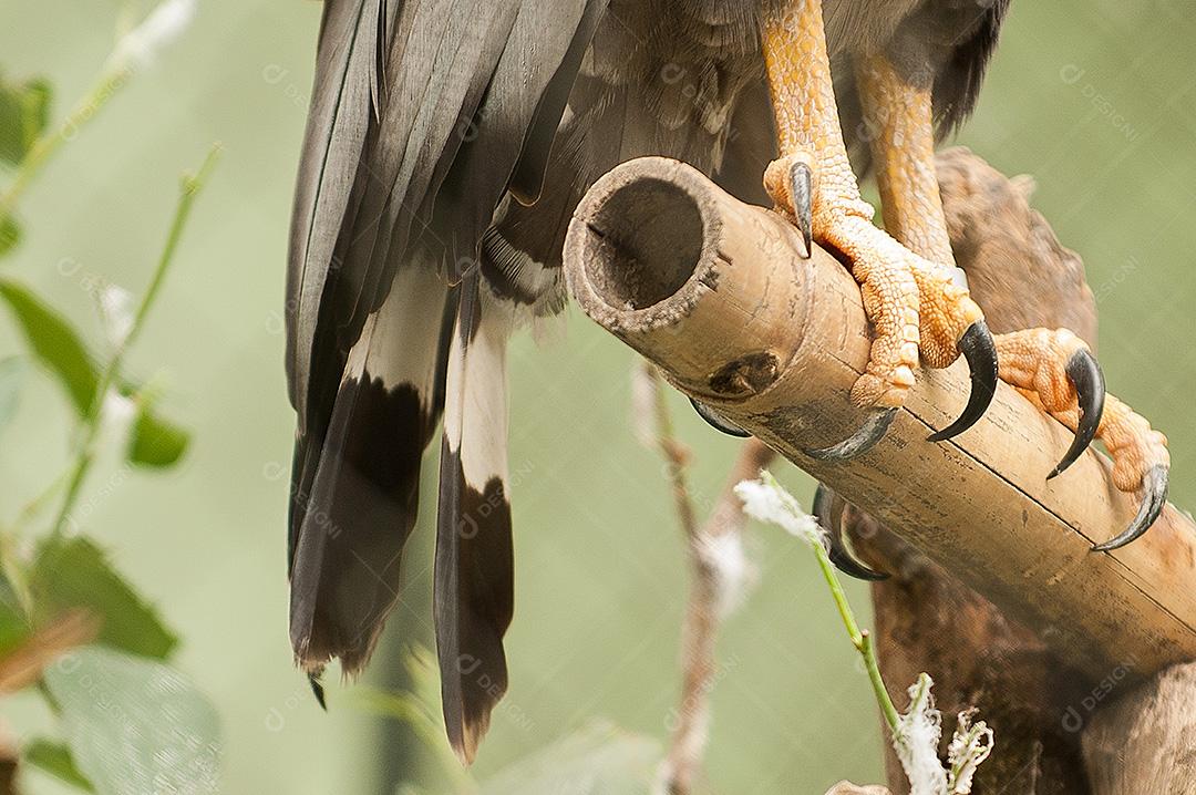 Gavião. Guarras da ave gavião posado em galho ao ar livre.
