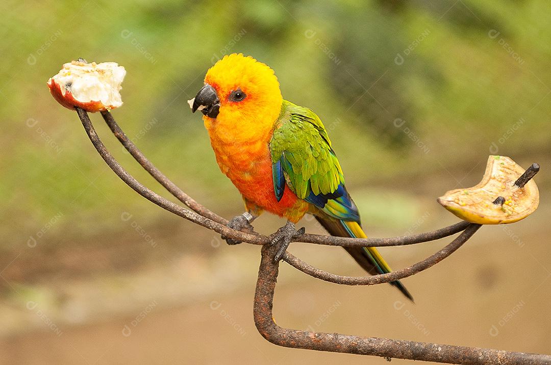 Papagaio-brilhante carmesim na natureza. Ave.
