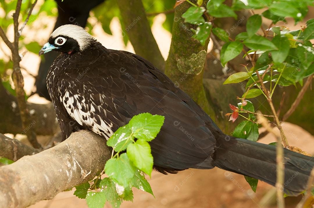 jacutinga (Aburria jacutinga), também chamada jacuapeti, jacupará e peru-do-mato, é uma ave da família dos cracídeos que habita as florestas virgens das regiões Centro-Oeste e Sudeste do Brasil