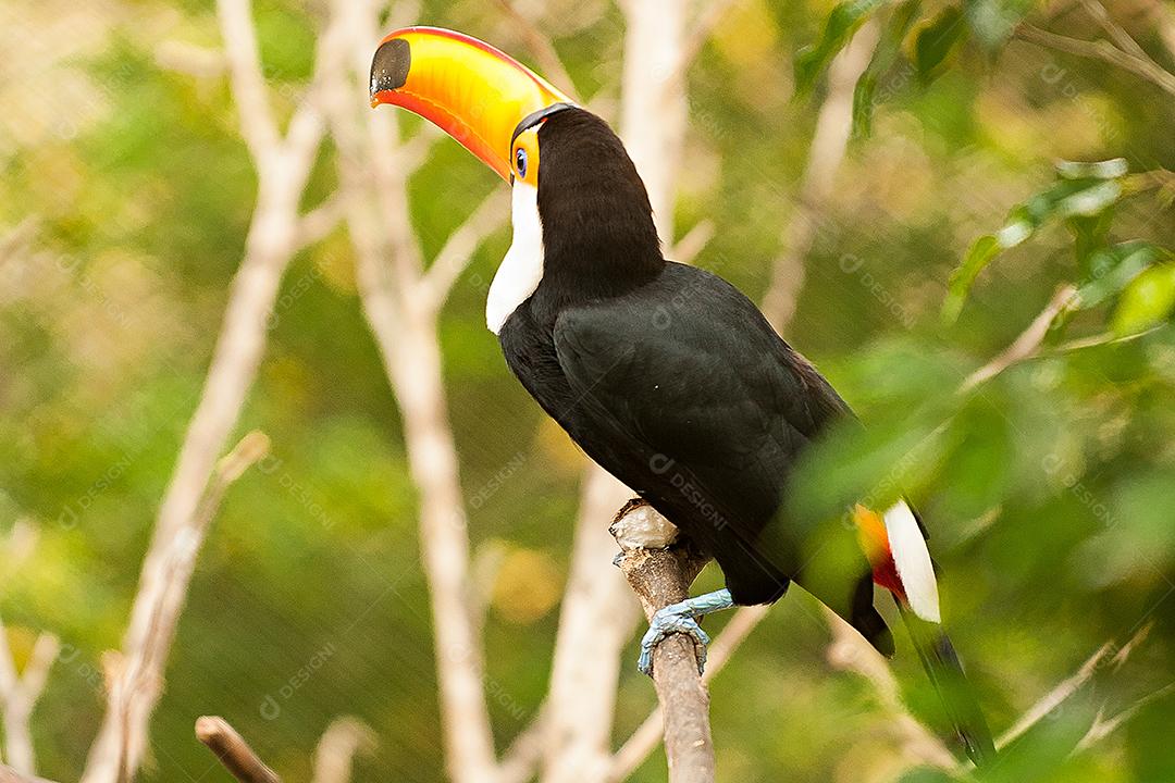 Tucano-toco uma espécie de tucano e o maior representante da família Ramphastidae.
