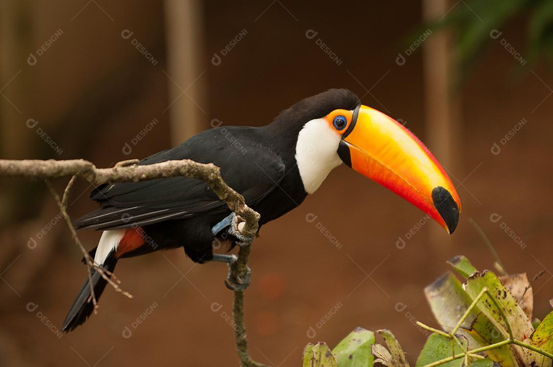 Tucano-toco uma espécie de tucano e o maior representante da família Ramphastidae.