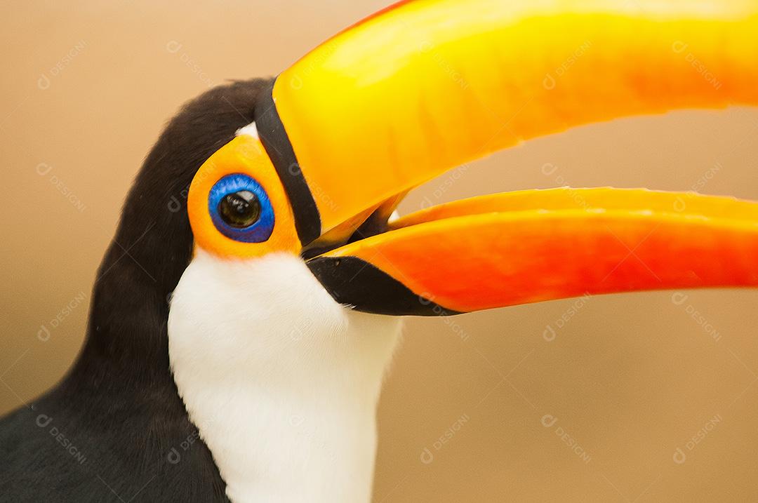 Tucano-toco uma espécie de tucano e o maior representante da família Ramphastidae.