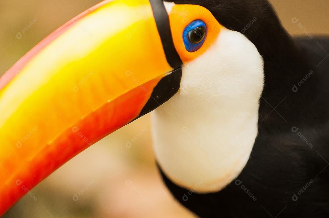 Tucano-toco uma espécie de tucano e o maior representante da família Ramphastidae.