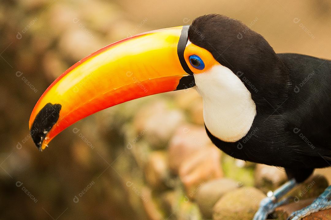 Tucano-toco uma espécie de tucano e o maior representante da família Ramphastidae.