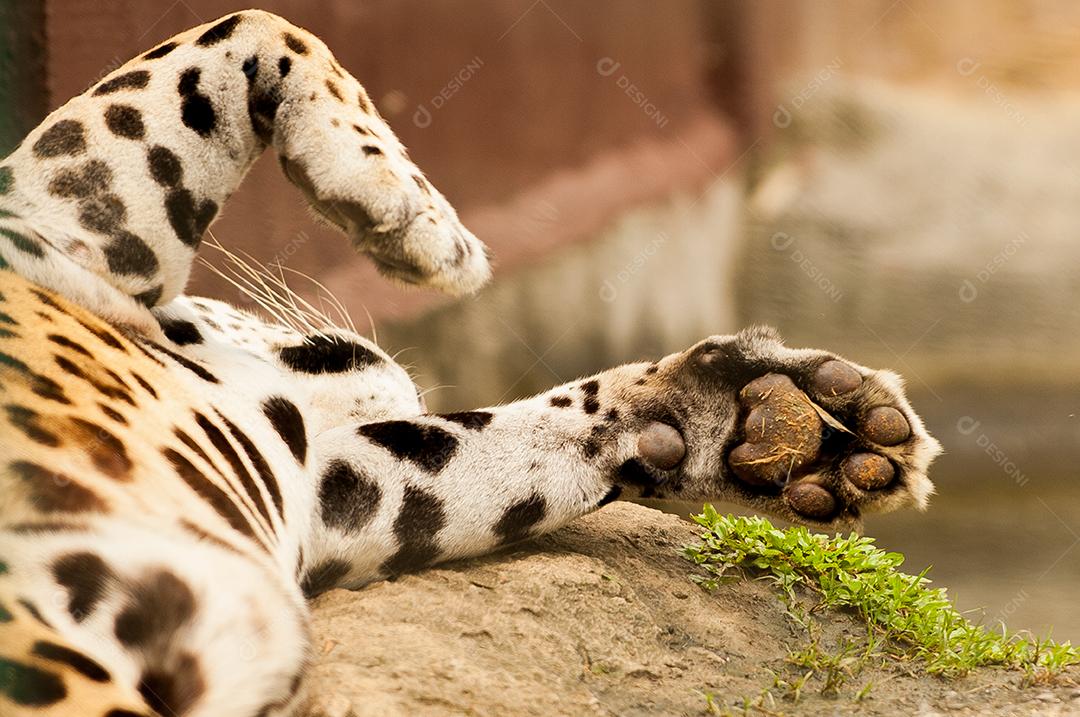 leopardo-nebuloso ou pantera-nebulosa. Uma espécie de mamífero carnívoro da família Felidae.