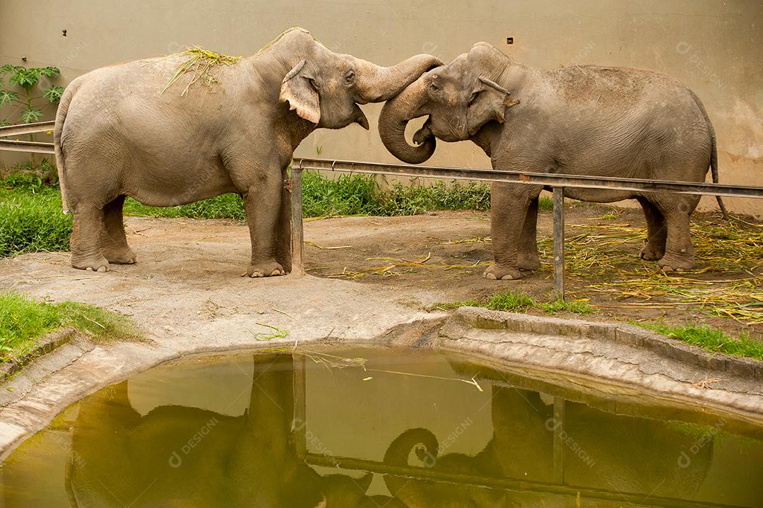 elefante-da-floresta uma espécie de elefante encontrada nas florestas da Bacia do Congo