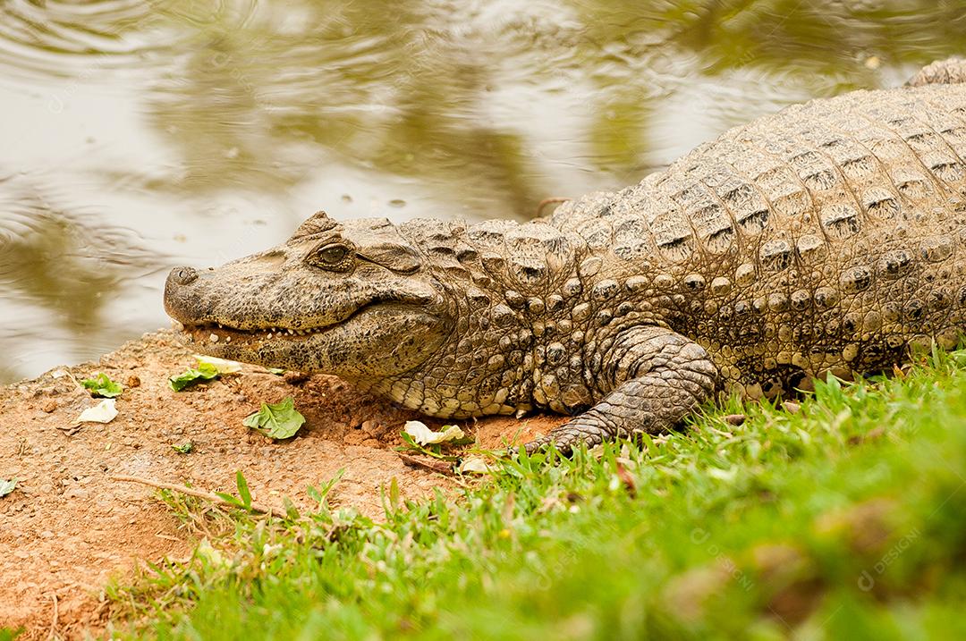 Jacaré em ar livre caçando alimento em beira de rio. animal. alimento