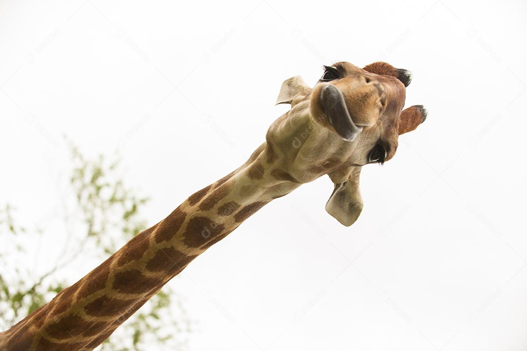 Girafa, animal gigante com cabeça do lado de fora.