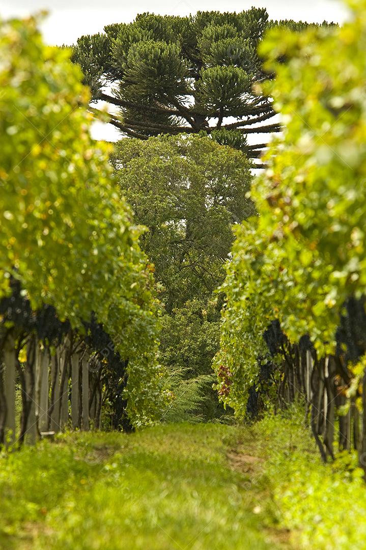 Caminho através de uma floresta tropical no sudeste do Brasil