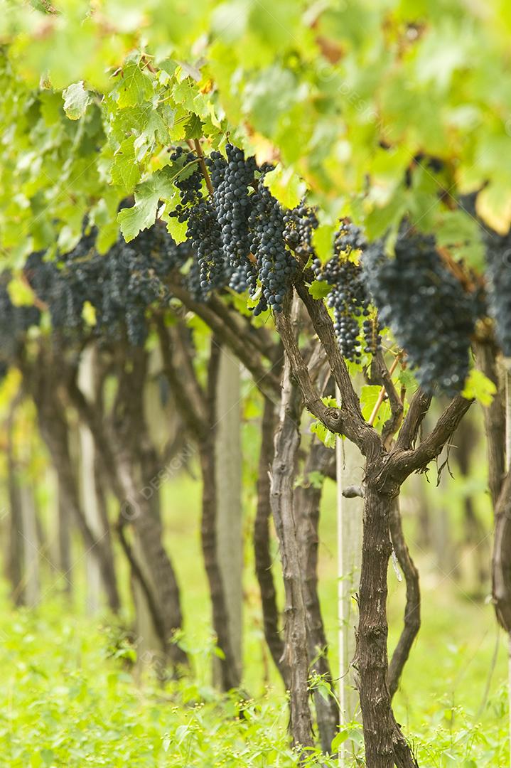 Vinhos Salto Veloso, SALTO VELOSO, SC, SANTA CATARINA, produz vinhos finos de mesa, garrafão e de mesa em garrafa