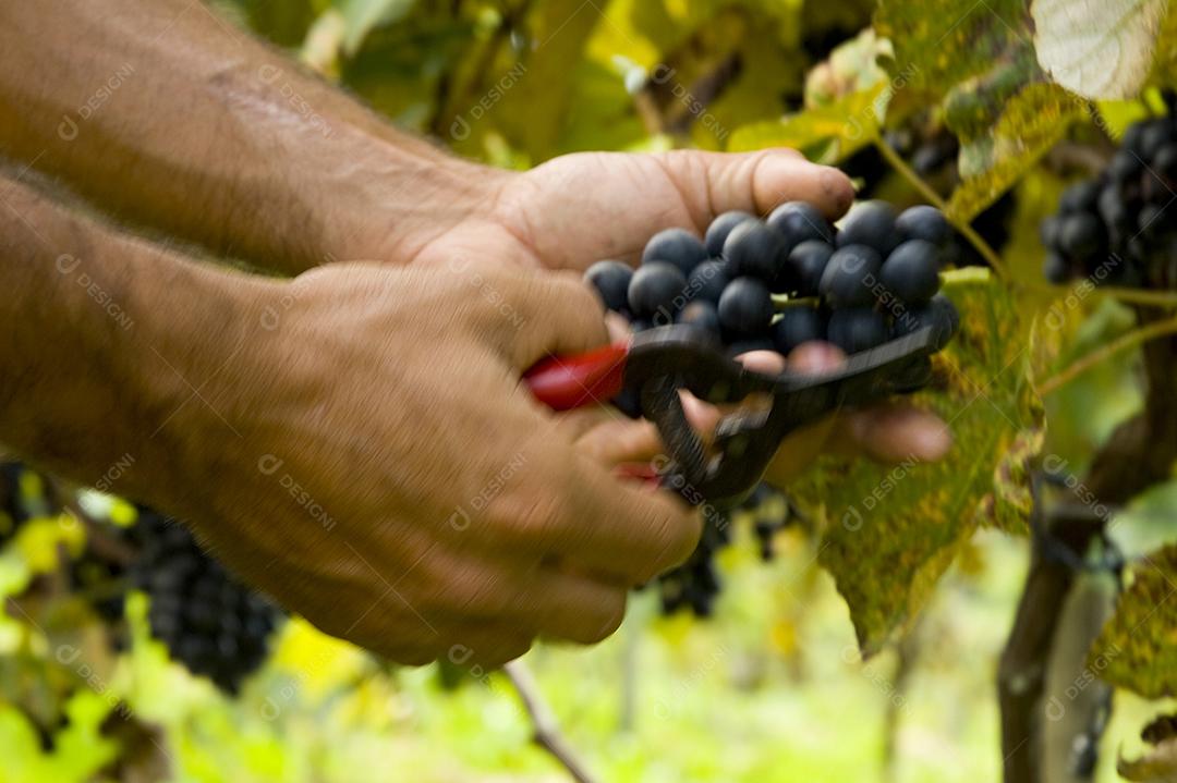 Uva Biodinamica - Rio do Sul