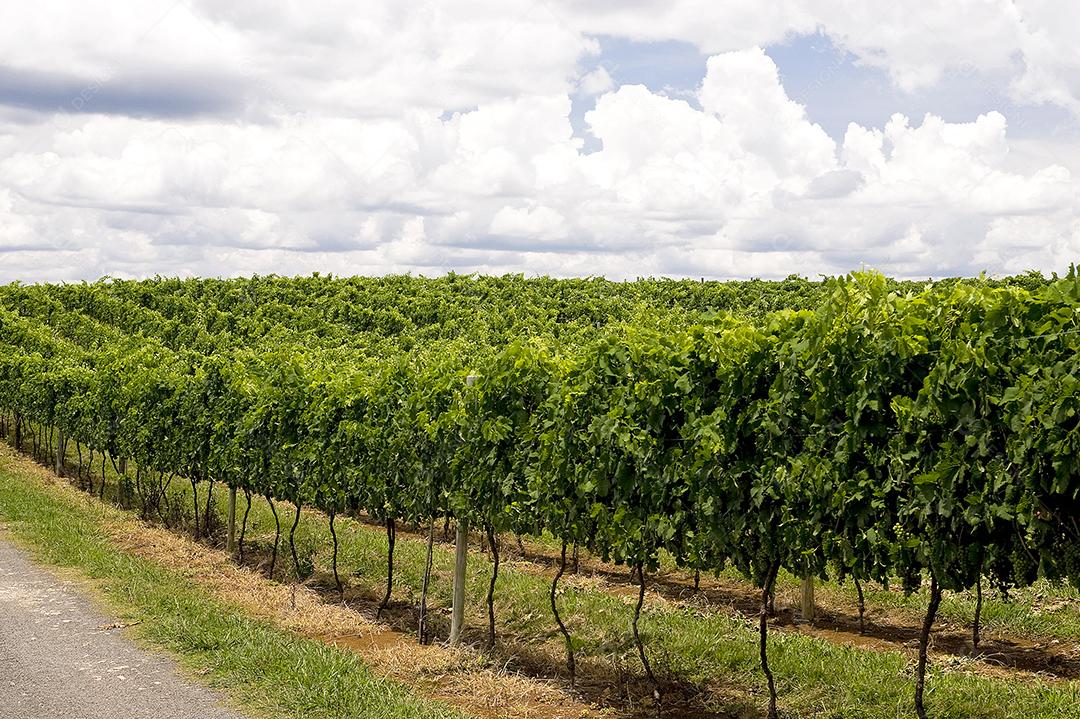 Villaggio Grando, Sr. Mauricio Carlos Grando Presidente da Acavitis,  produz vinhos finos