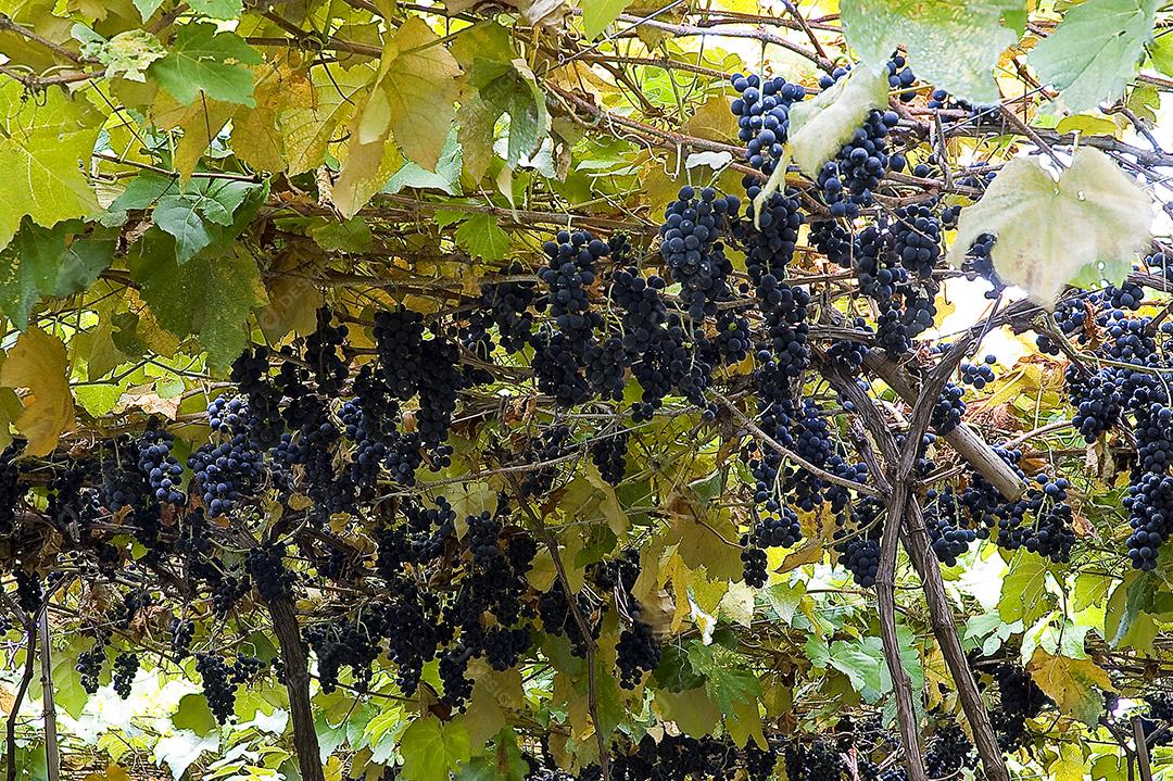 Vinhos Salto Veloso, SALTO VELOSO, SC, SANTA CATARINA, produz vinhos finos de mesa, garrafão e de mesa em garrafa