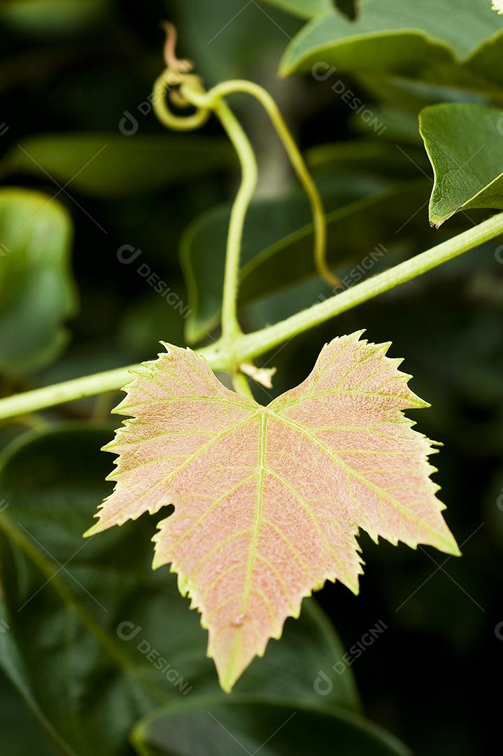 Folha estrelar dourada no talo. Natureza.