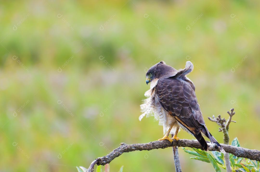 Belo pássaro gavião-gavião ou gavião de beira de estrada (Rupornis magnirostris) em uma árvore no pantanal brasileiro.