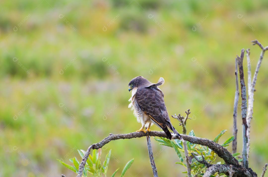 Belo pássaro gavião-gavião ou gavião de beira de estrada (Rupornis magnirostris) em uma árvore no pantanal brasileiro.