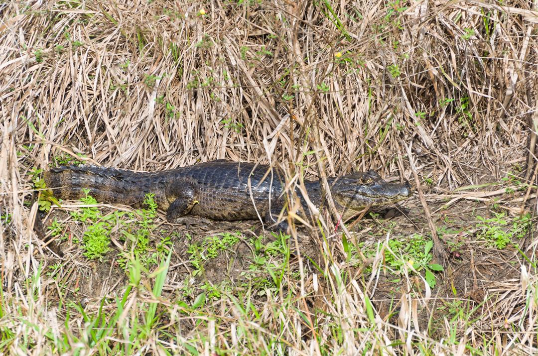 Lindo Jacaré (Caiman yacare) no pantanal brasileiro.