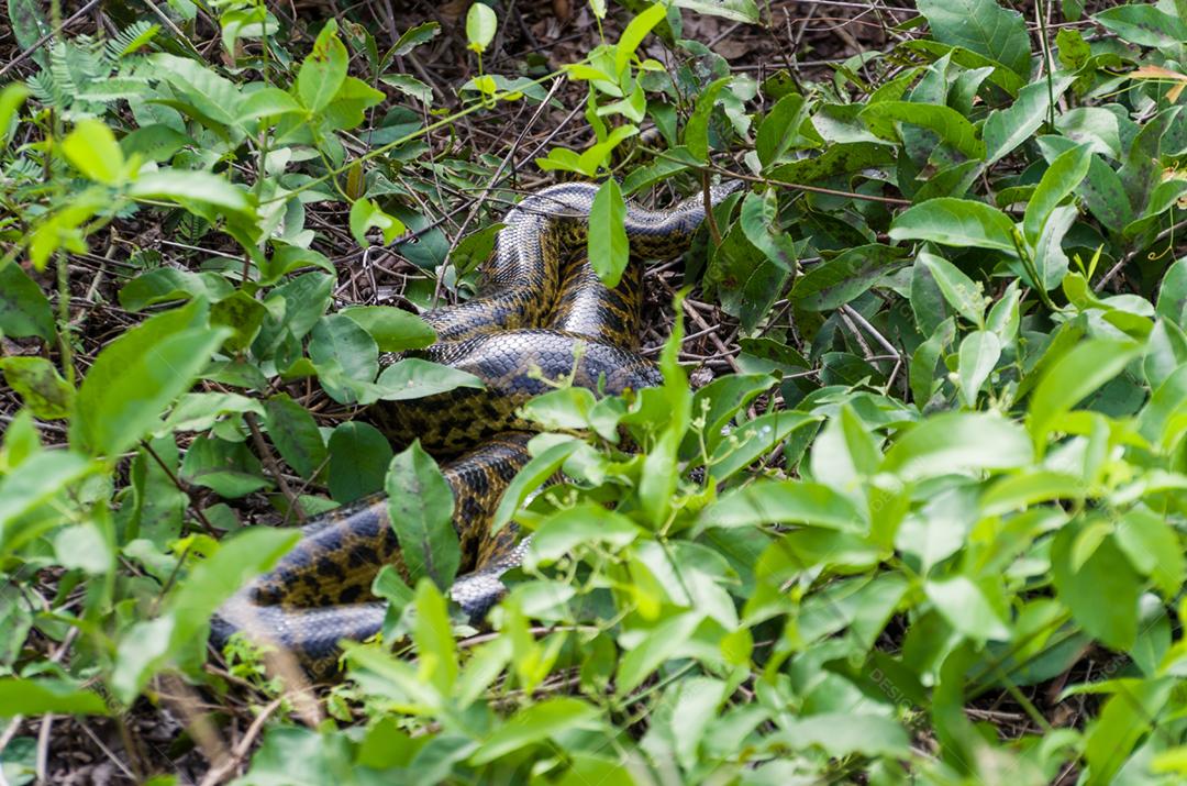 Sucuri na floresta verde no Pantanal brasileiro