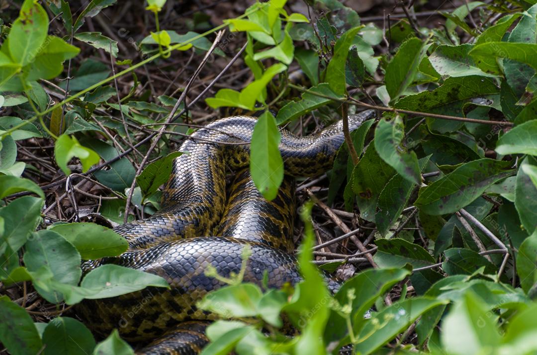 Sucuri na floresta verde no Pantanal brasileiro