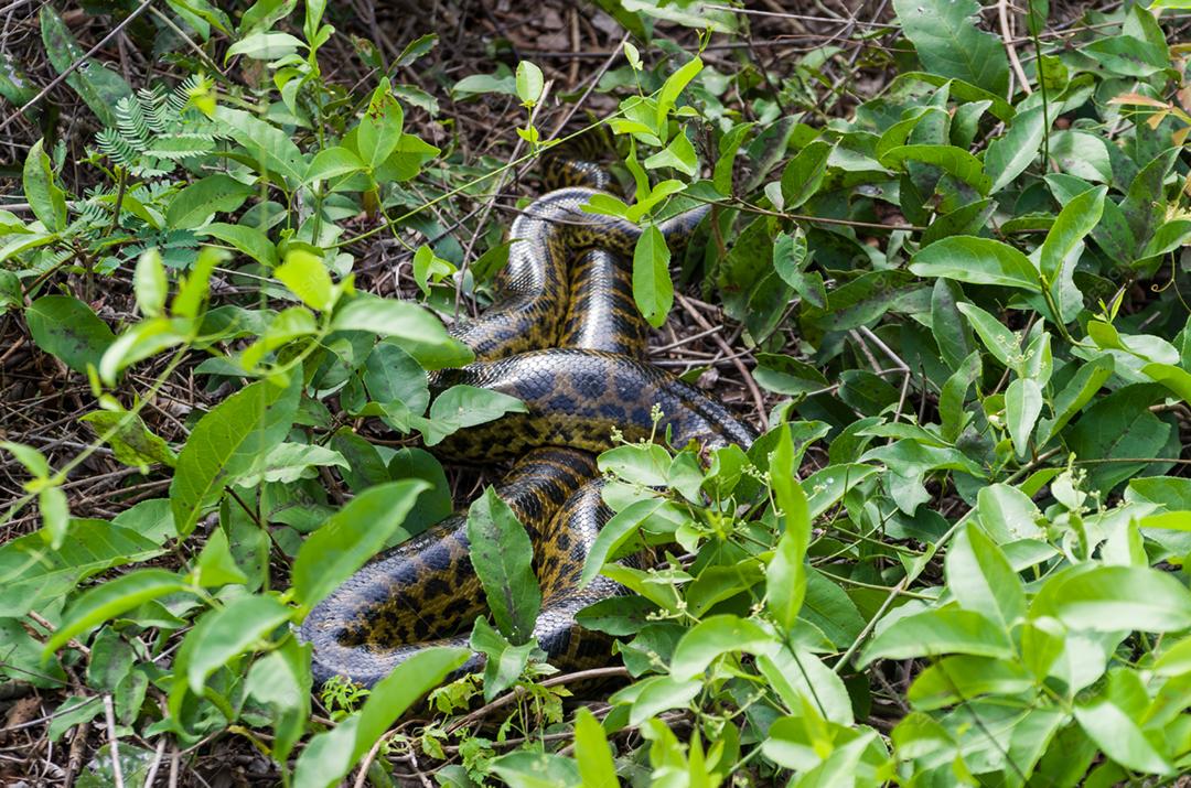 Sucuri na floresta verde no Pantanal brasileiro