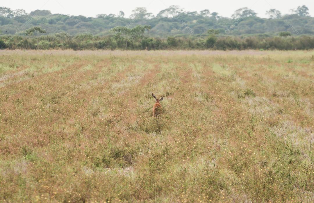 Cervos do Pantanal (Blastocerus dichotomus) no Pantanal brasileiro