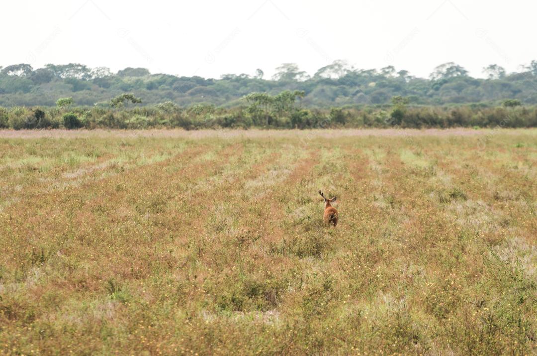 Cervos do Pantanal (Blastocerus dichotomus) no Pantanal brasileiro