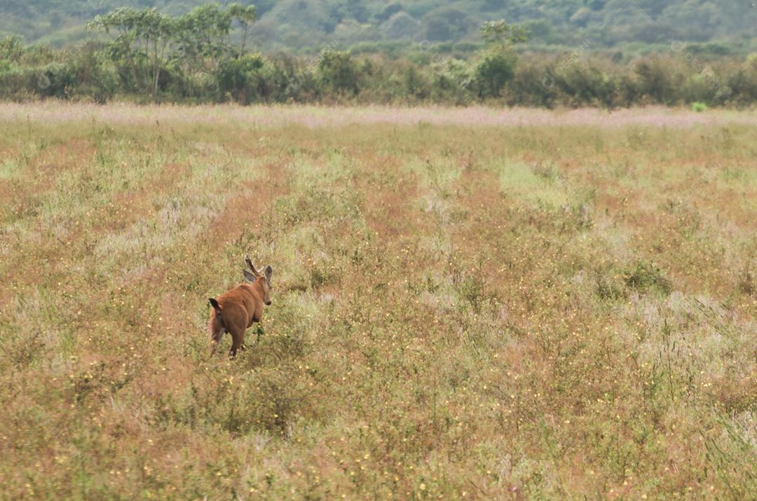 Cervos do Pantanal (Blastocerus dichotomus) no Pantanal brasileiro