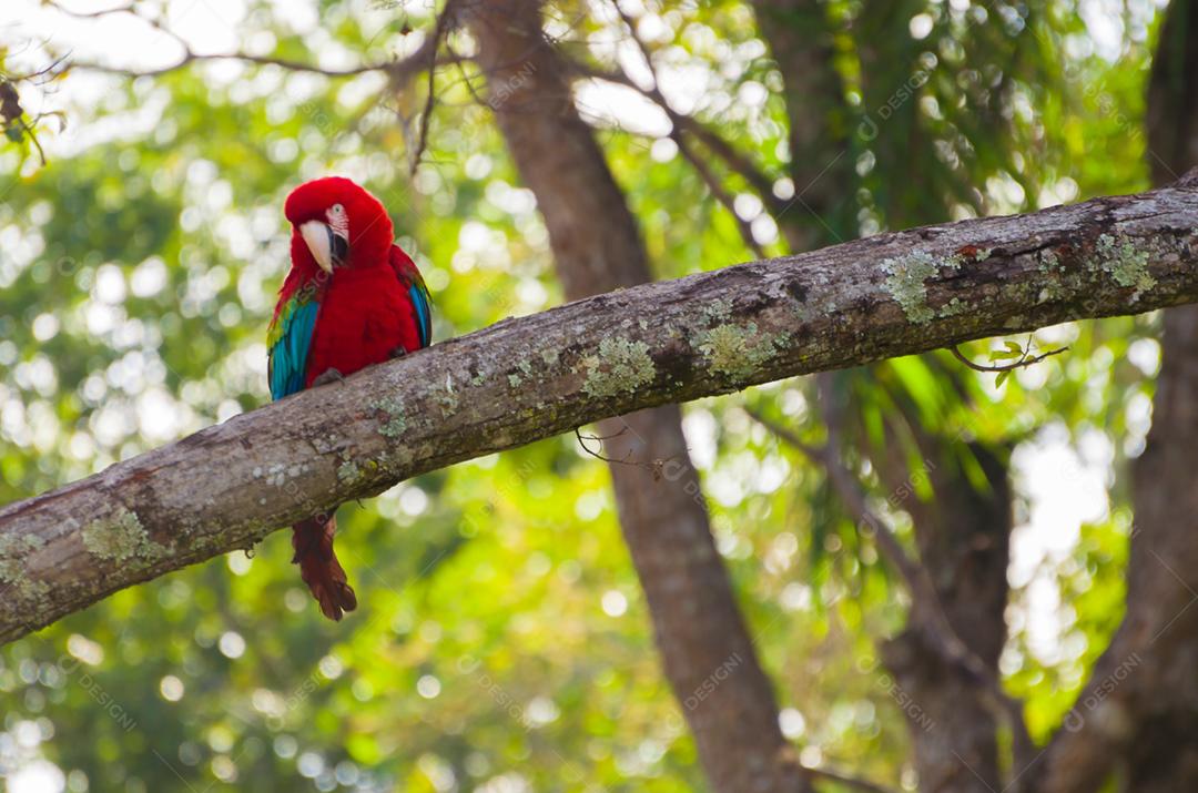 Linda arara vermelha no pantanal brasileiro.