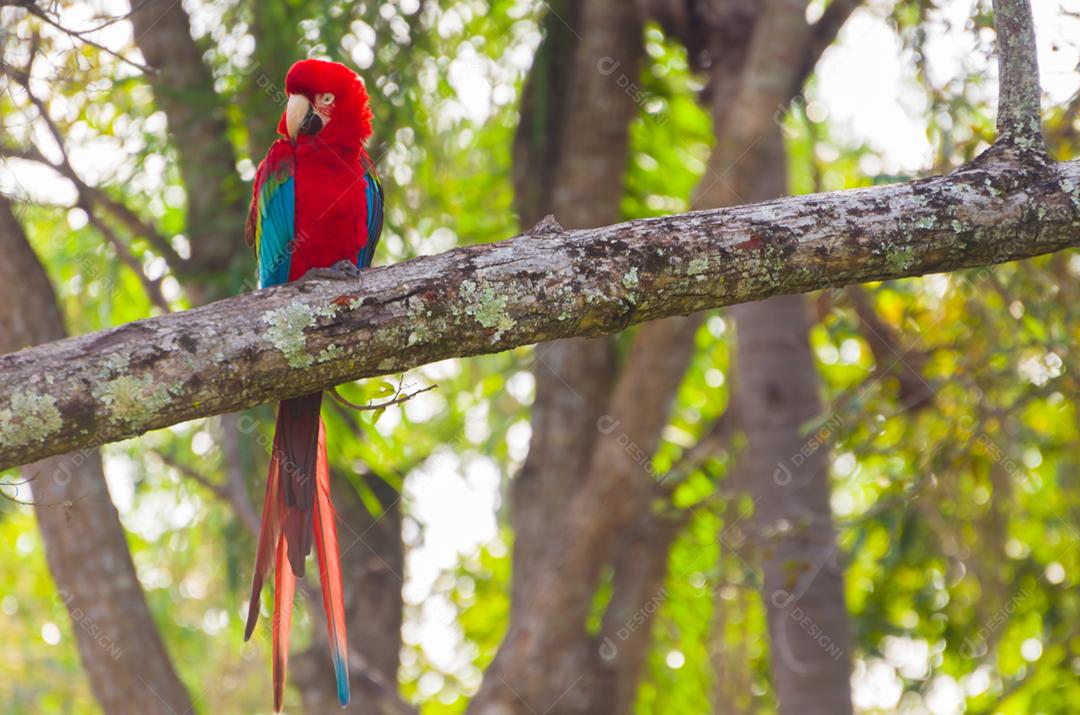 Linda arara vermelha no pantanal brasileiro.