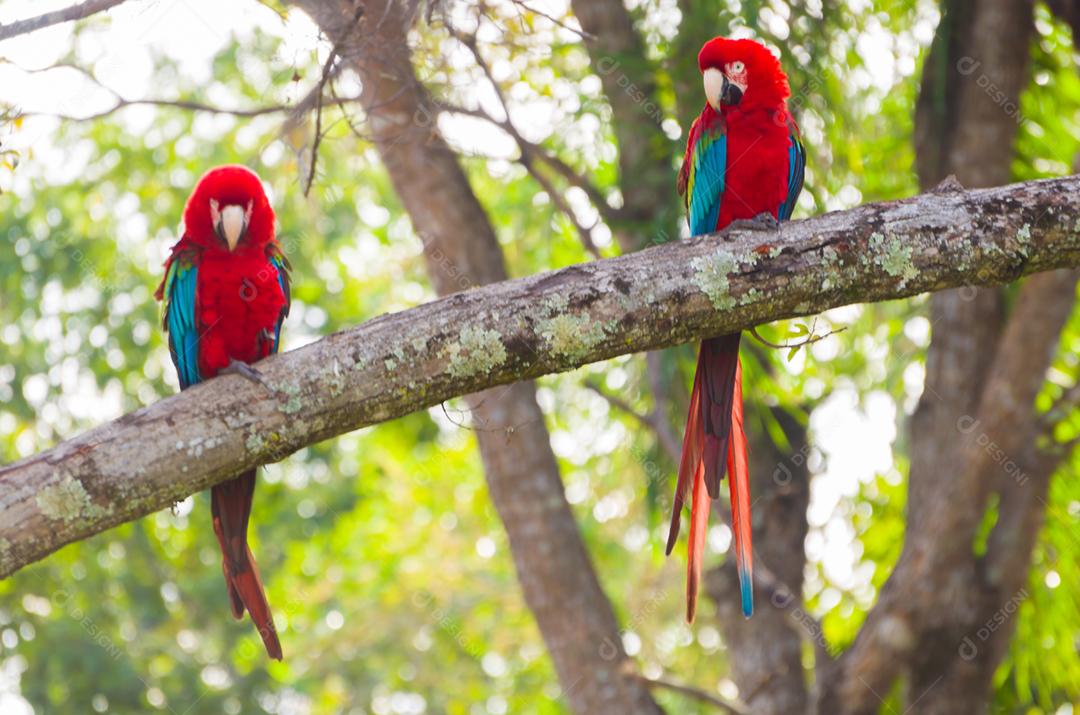 Linda arara vermelha no pantanal brasileiro.