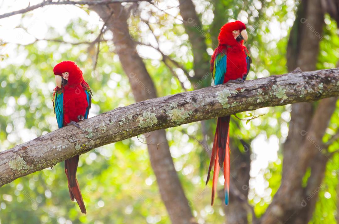 Linda arara vermelha no pantanal brasileiro.