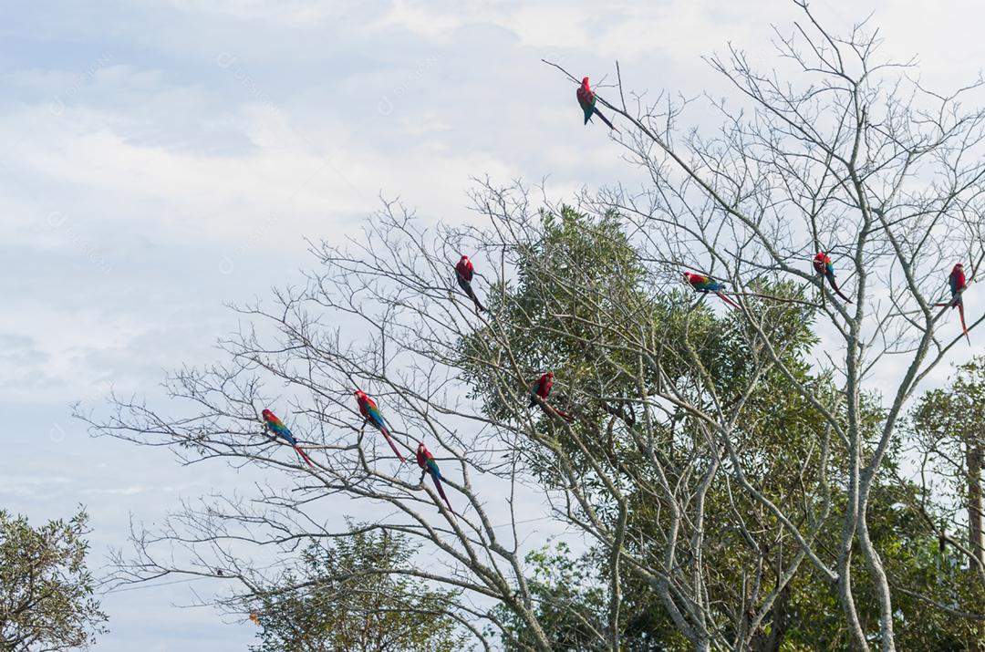 Linda arara vermelha no pantanal brasileiro.