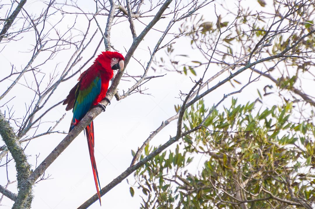 Linda arara vermelha no pantanal brasileiro.