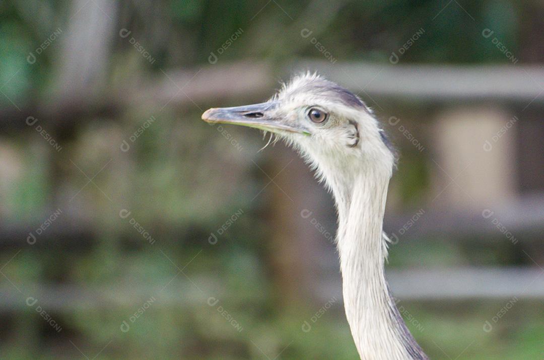 Bela Ema ou Greater Rhea (Rhea americana) no pantanal brasileiro.