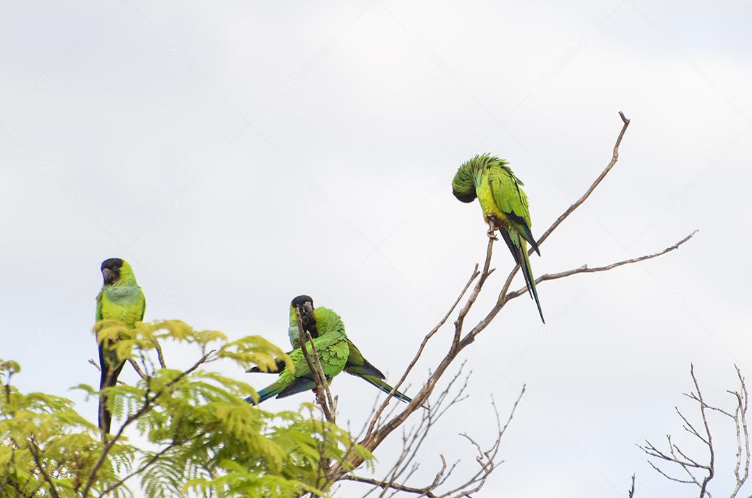 Belos pássaros periquitos príncipe-preto ou periquito de Nanday (Arati