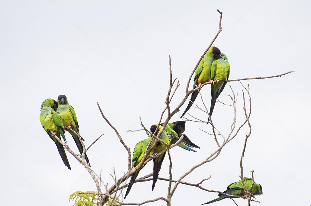 Belos pássaros periquitos príncipe-preto ou periquito de Nanday (Arati