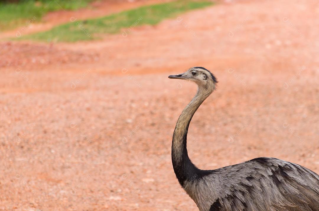 Linda Ema ou Greater Rhea (Rhea americana) no Brasil