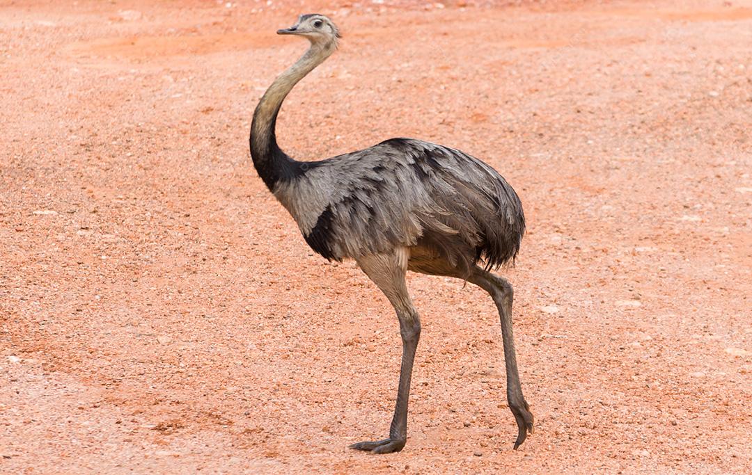Linda Ema ou Greater Rhea (Rhea americana) no Brasil