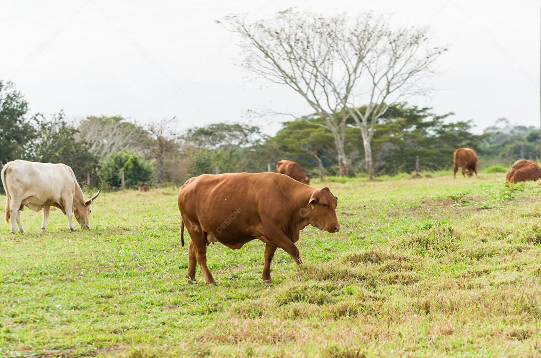 Foto aproximada do touro campeão marrom