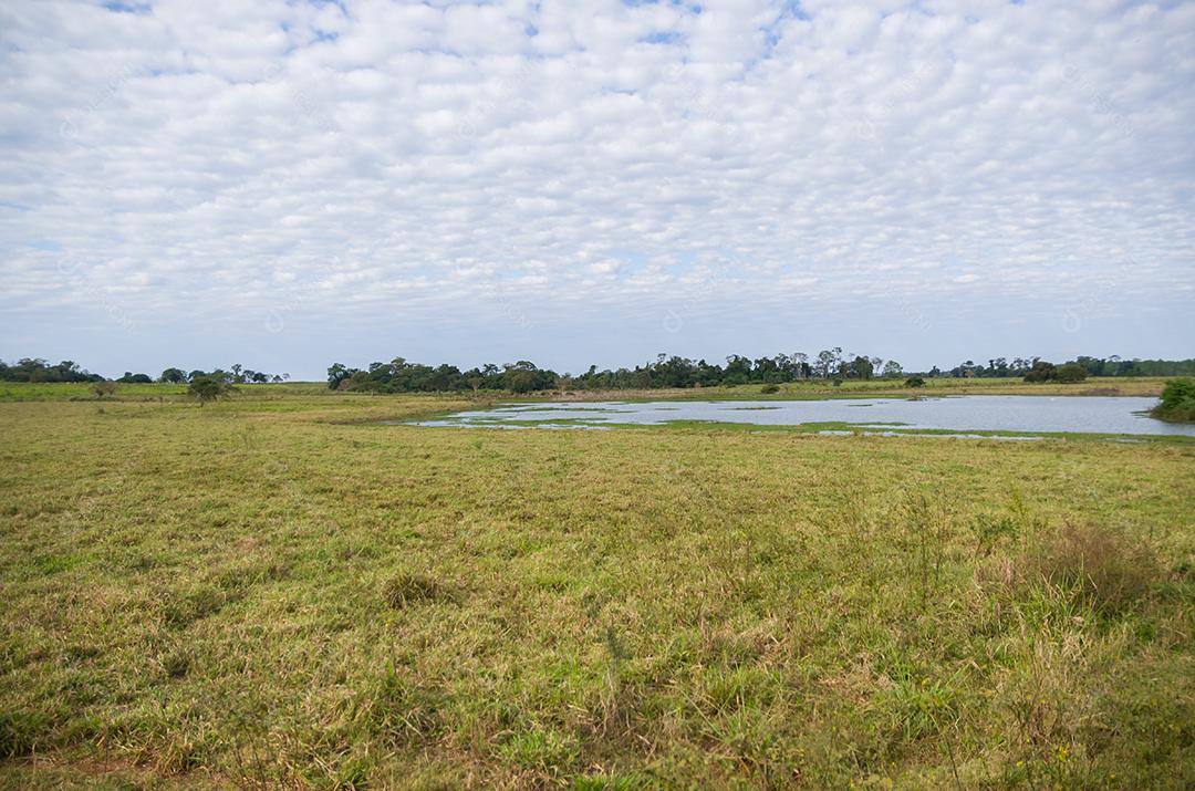 Bela imagem do pantanal brasileiro, região rica em fauna a