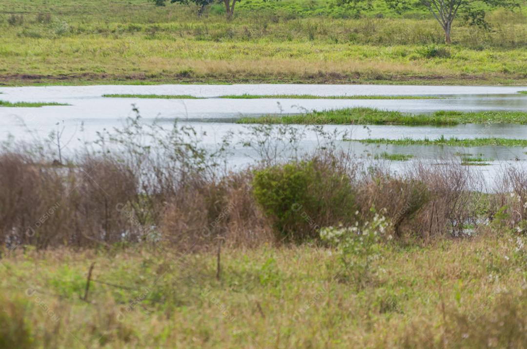 Linda imagem do pantanal brasileiro, região rica em fauna e flora.